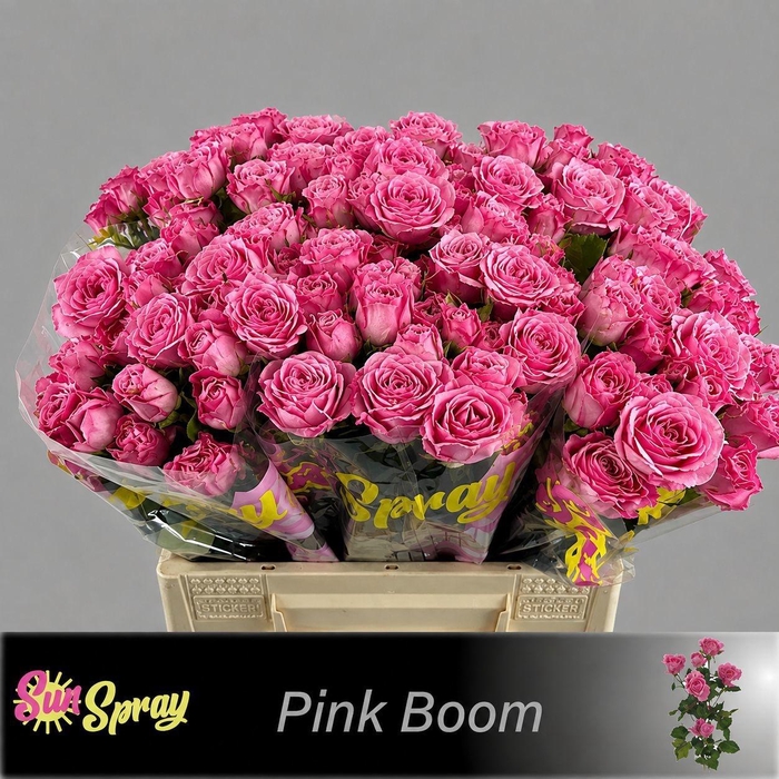 <h4>R TR PINK BOOM</h4>