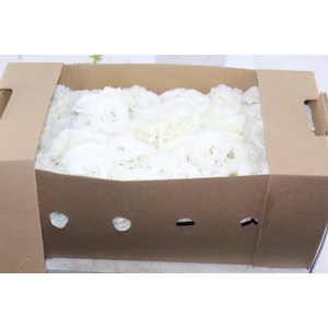 LISIANTHUS FLOR CROMA III SILKY WHITE BRANCO