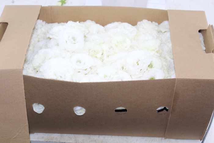 <h4>LISIANTHUS FLOR CROMA III SILKY WHITE BRANCO</h4>