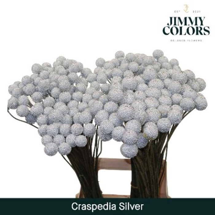 <h4>Craspedia glob.   ...colored H%</h4>