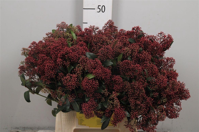 <h4>Skim J Rubella Bs</h4>