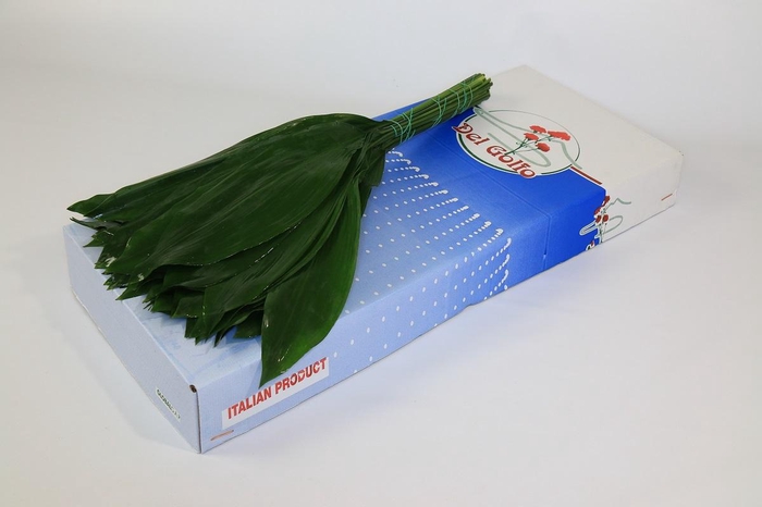 <h4>Aspidistra</h4>