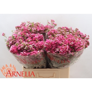 Chamelaucium 'Happy Days'
