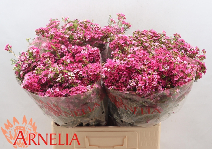 <h4>Chamelaucium 'Happy Days'</h4>