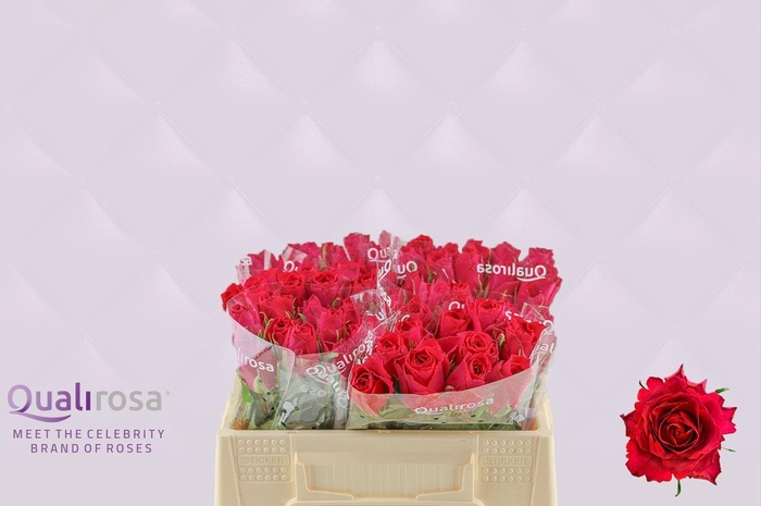 <h4>R Gr Madam Cerise</h4>