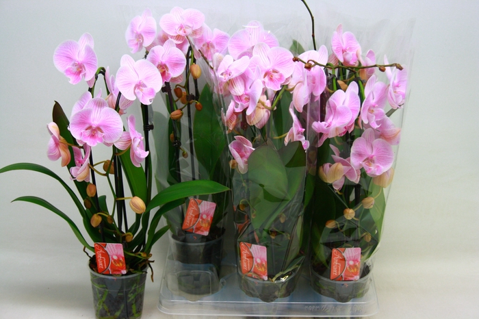 <h4>PHAL EL CASCADE</h4>