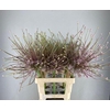 ALLIUM SCHUBERTII
