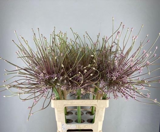 ALLIUM SCHUBERTII