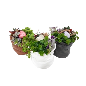 Arr.   Kamerplant Groen L%