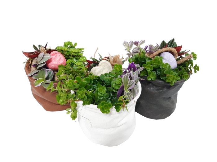 Arr.   Kamerplant Groen L%