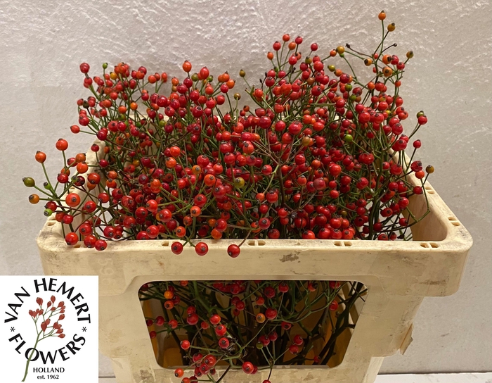 <h4>ROSA TWINKLE HIPHOP</h4>