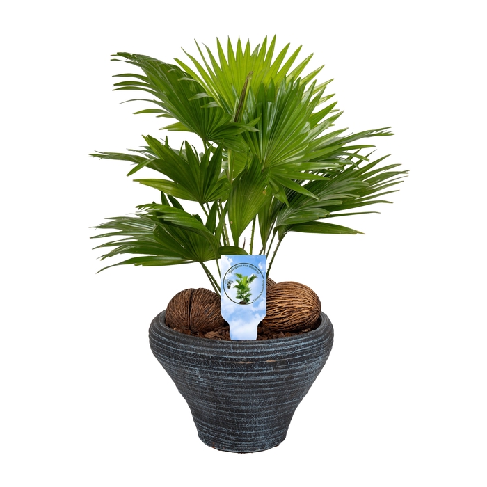 <h4>Livistona nr 6 hoedje blue Lucht Zuiverend asp</h4>