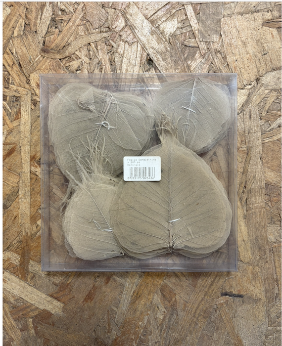 <h4>Squelette de feuilles naturelles (par 200)</h4>