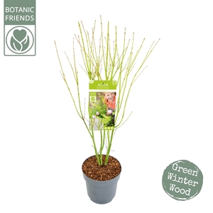 Acer palm. 'Going Green'® C6.5