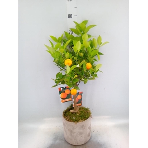 Arr.   Tuinplanten H%