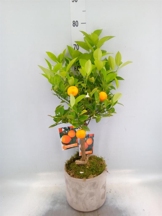 <h4>Arr.   Tuinplanten H%</h4>