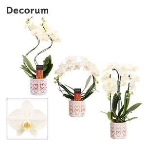 Phalaenopsis vormen mix 2 tak wit in Estelle (Craft world-collec