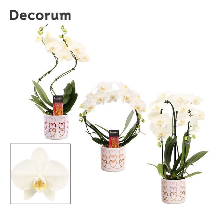 <h4>Phalaenopsis vormen mix 2 tak wit in Estelle (Craft world-collec</h4>