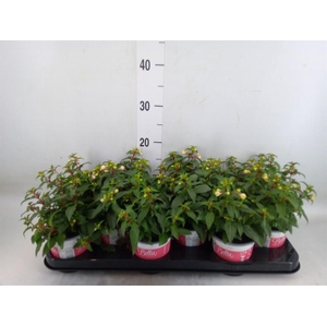Fuchsia  'Bella Fuchsia Mariska'