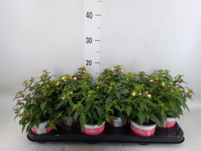 <h4>Fuchsia 'Bella Fuchsia Mariska'</h4>