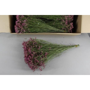 Df Limonium Pink Bs 20gr