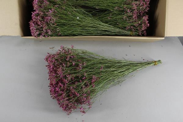 Df Limonium Pink Bs 20gr