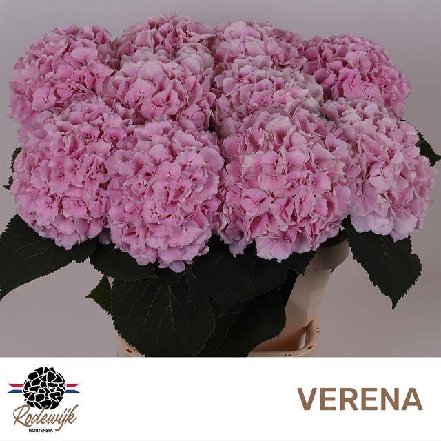 <h4>Hydr M Ch Verena</h4>