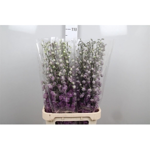 Delph Du Magenta Mojo