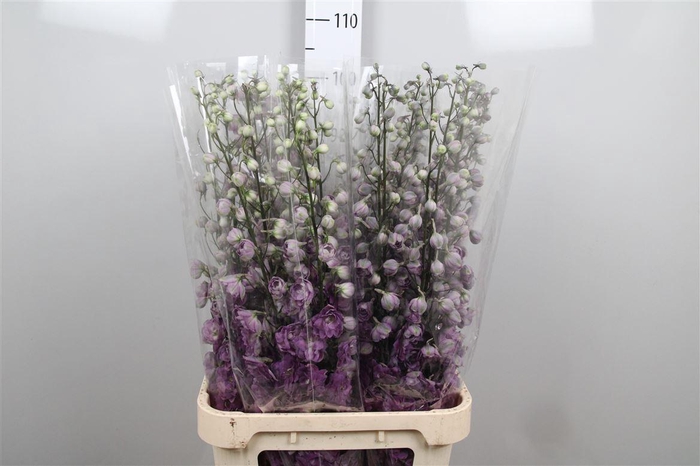 <h4>Delph Du Magenta Mojo</h4>