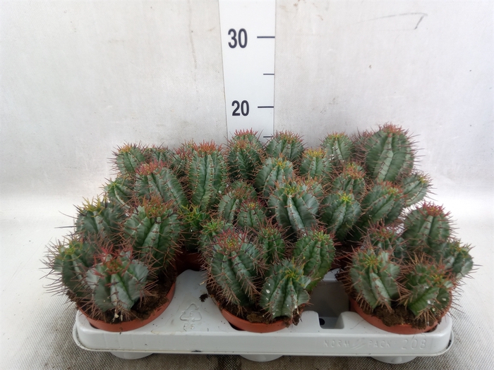 <h4>Euphorbia horrida</h4>