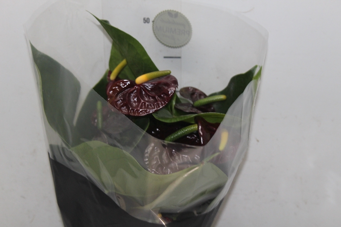 <h4>ANTHURIUM BLACK QUEEN P17 PREMIUM</h4>