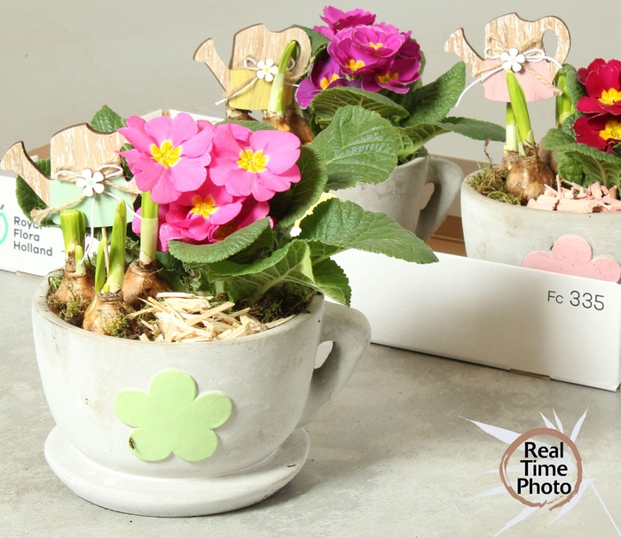 <h4>ARR TUINPLANTEN</h4>