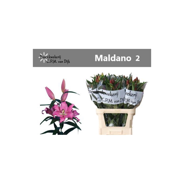 <h4>Li Ot Maldano</h4>