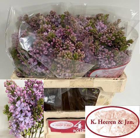 <h4>SYR V LAVALIENSIS</h4>