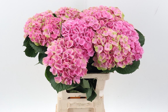 <h4>Hydr M Mag Opal</h4>