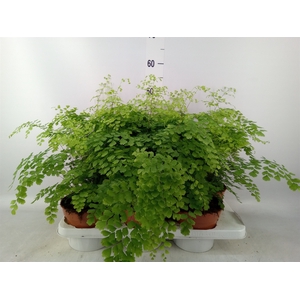 Adiantum raddi. 'Fragrans'
