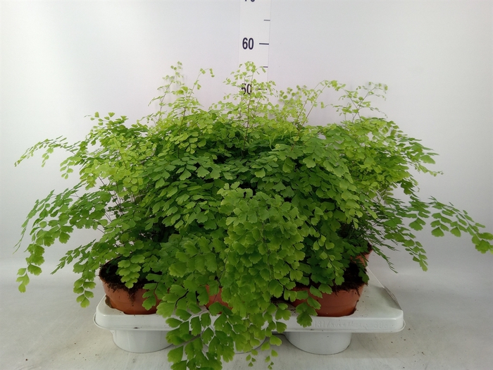 <h4>Adiantum raddi. 'Fragrans'</h4>