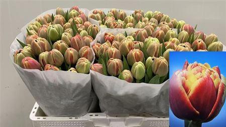 <h4>Tu Du Marax Pride</h4>