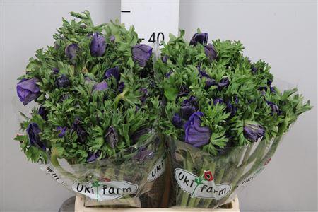 <h4>Anem Co Galil Blauw</h4>