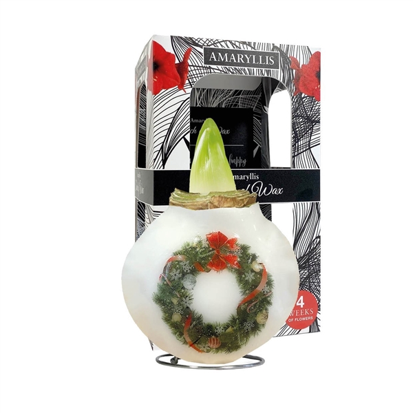 <h4>Amaryllis Touch of Wax Porcelain Christmas Wreath 6x1, rode bloem, Karton Giftbox, Tray236</h4>
