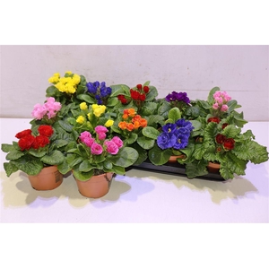 arr8 Prim Ac Gem Dubbel Bloemig