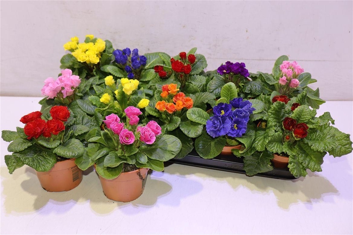 <h4>arr8 Prim Ac Gem Dubbel Bloemig</h4>