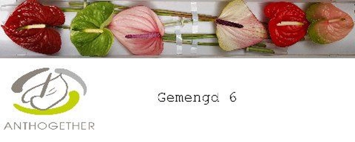 <h4>Anthurium andr.   ...mix</h4>