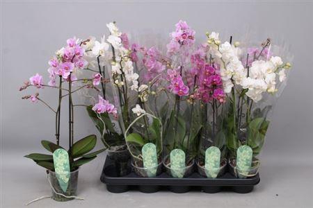 arr8 Phal Mf Gem 4 Kl