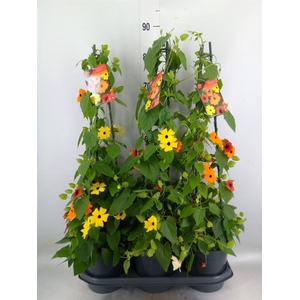 Thunbergia   ...mix 3