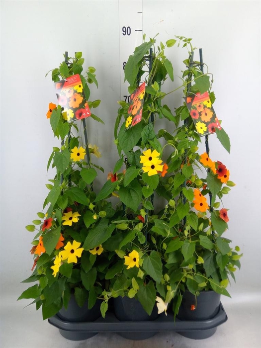 <h4>Thunbergia   ...mix 3</h4>