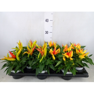 Capsicum annuum 'Joker'
