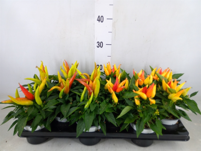 <h4>Capsicum annuum 'Joker'</h4>