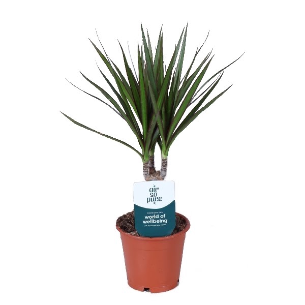 Dracaena Marginata p12