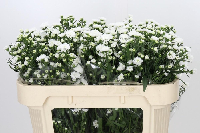 <h4>Aster Pretty Wendy</h4>